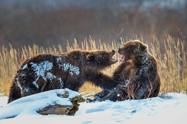 Медвежонок в лесу для детей