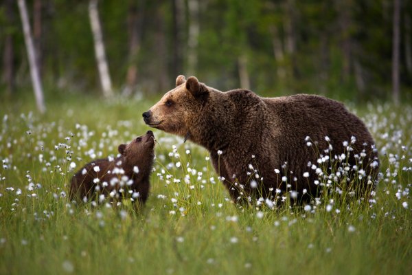Природа России животные