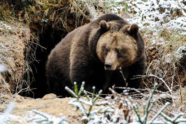 Бурый медведь Архангельская область