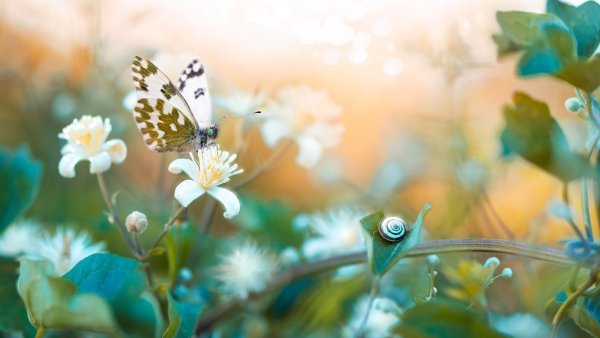 Гармония природы