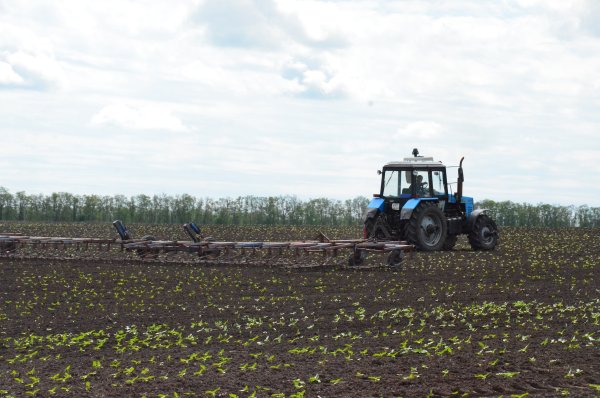 Боронование гороха Кузбасс