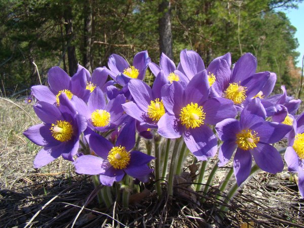 Прострел - сон трава