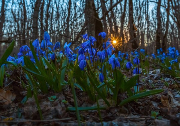 Пролески Лесные