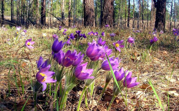 Сон-трава прострел весенний в лесу