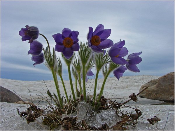 Форзиция мускари гиацинт