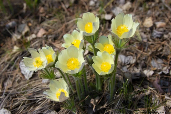 Первоцвет весенний Уральский