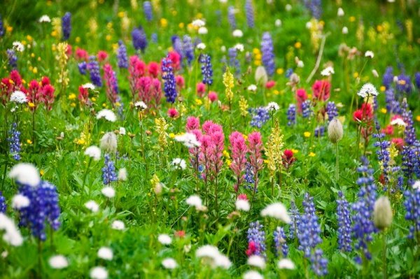 Подснежник прострел весенний