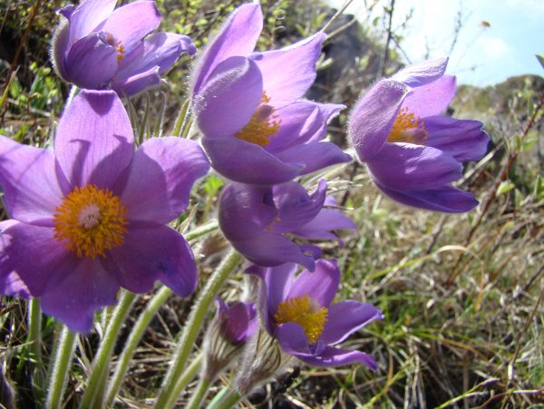 Крокусы многолетние или однолетние цветы