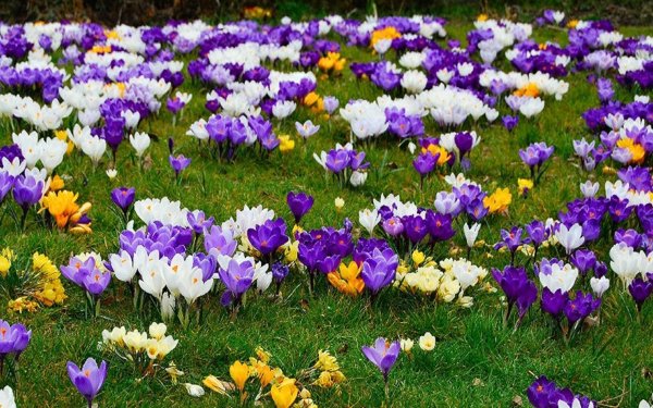 Прострел Сибирский