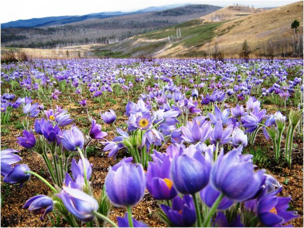 Ветреница Лесная (Anemone Sylvestris)