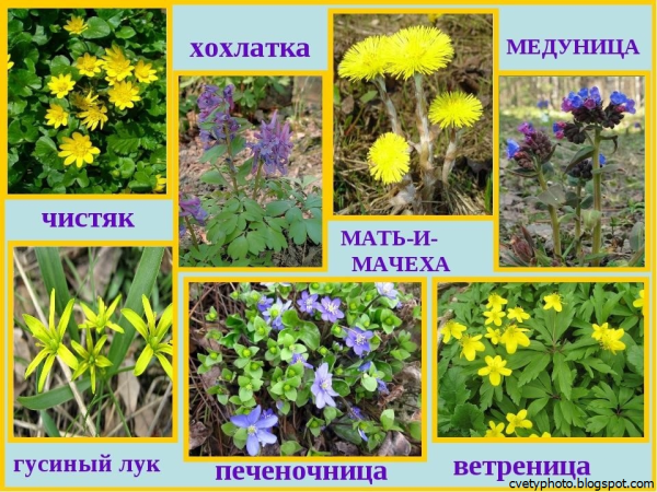 Первоцветы пролеска снег