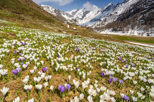 Сибирские первоцветы Кандык