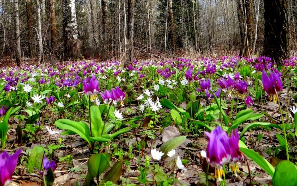 Цикламен дикий Лесной