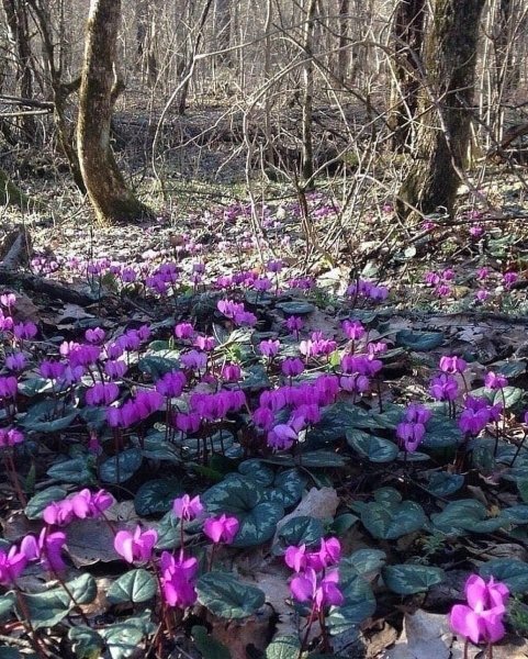 Подснежник Сибирский прострел