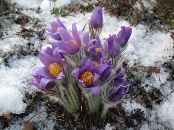 Шафран Подснежник