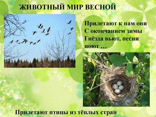 Медведь в Иван чае
