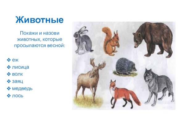 Весеннее Пробуждение животных