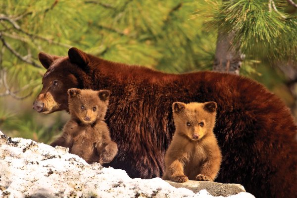 Медведица с медвежатами весной