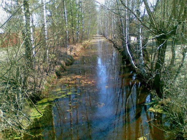 Весной вода в лесу