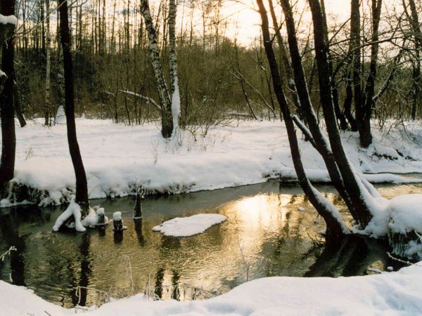 Весна вода цветы
