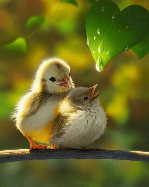 Кот в венке из одуванчиков