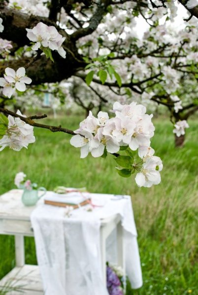Яблоневый сад в цвету