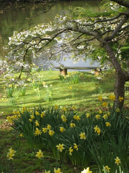 «Сад в цвету»,1908