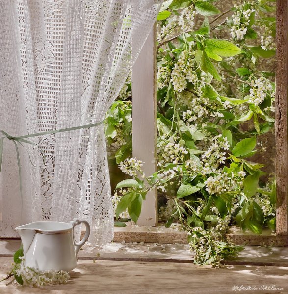 Полевые цветы на окне