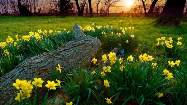 Букет цветов на природе