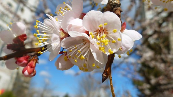 Ветка цветущего урюка