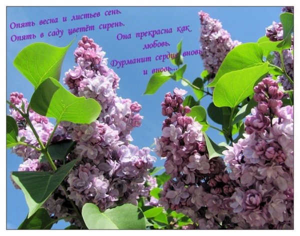 Сирень весеннего настроения