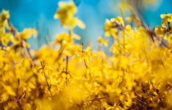 Обои на рабочий стол Весна природа
