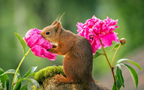 Белочка с цветами