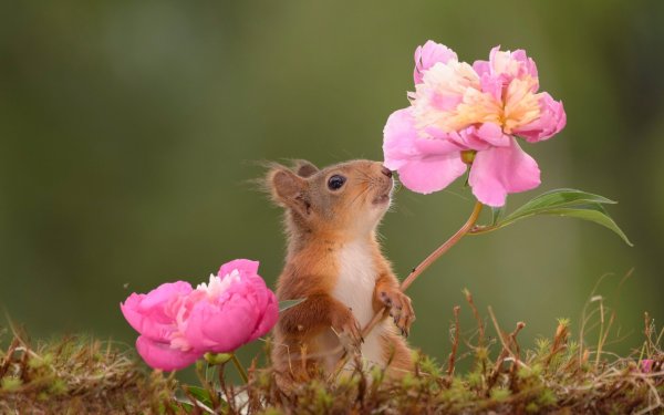 Зверюшки в цветах