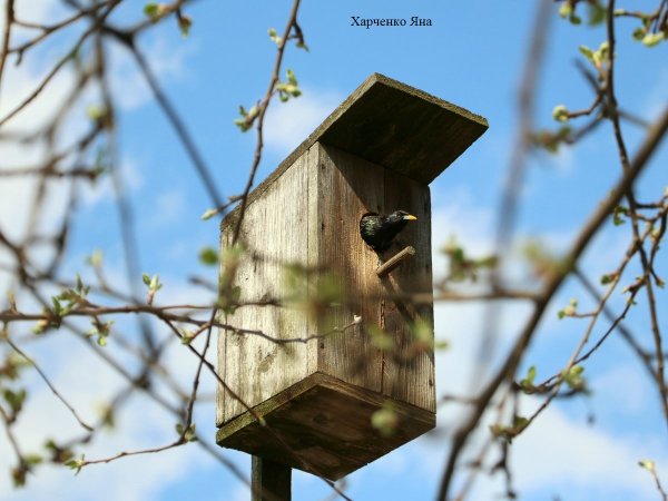 Скворец в скворечнике