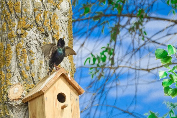 Скворец в скворечнике