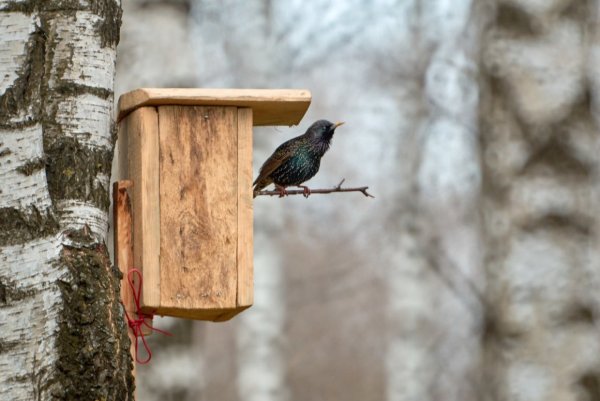 Скворец в скворечнике