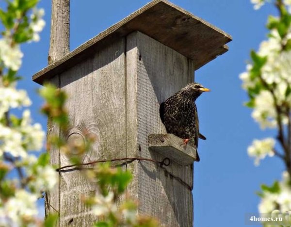Скворечник для Скворцов и Воробьев