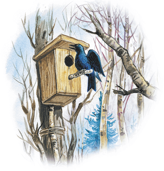 Георгий Скребицкий Лесной голосок