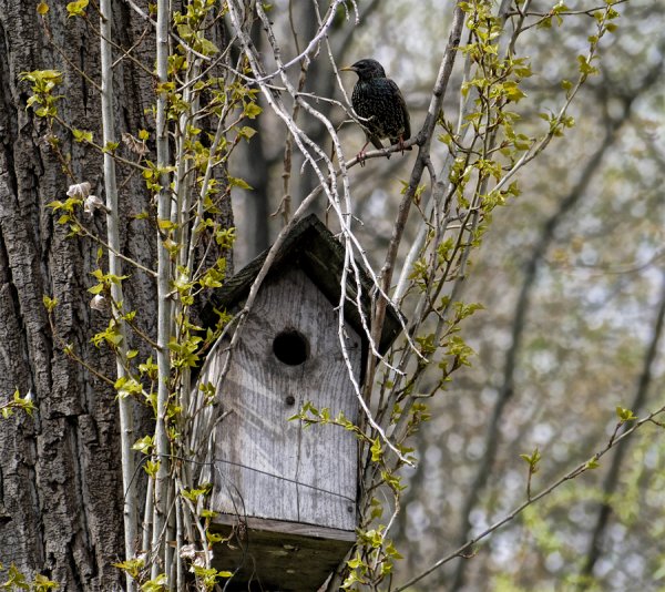 Скворец в скворечнике