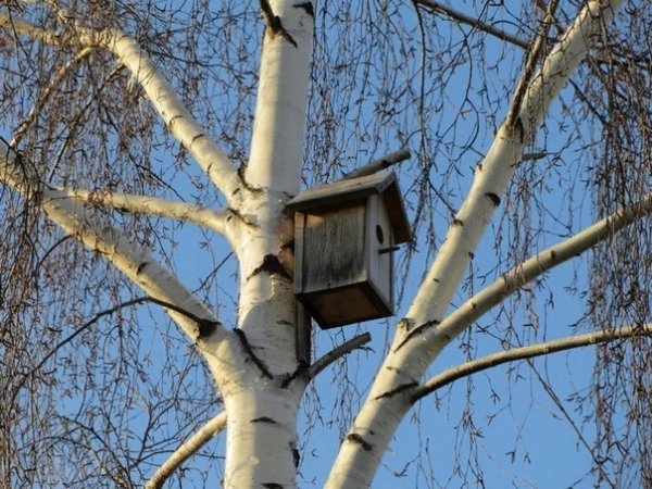 Весна скворечник на берёзе