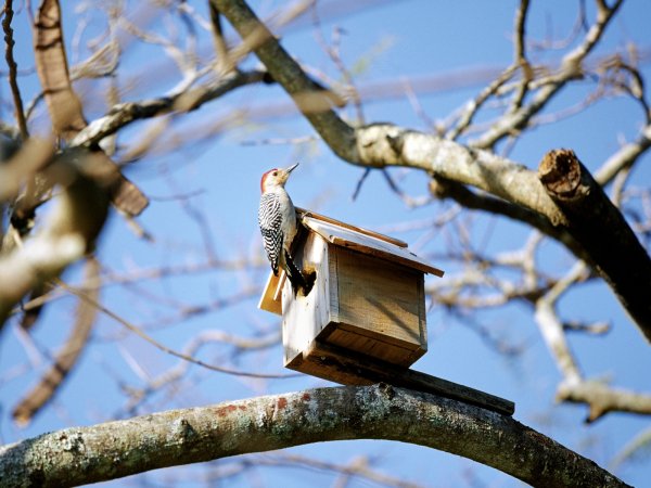 Международный день птиц фото
