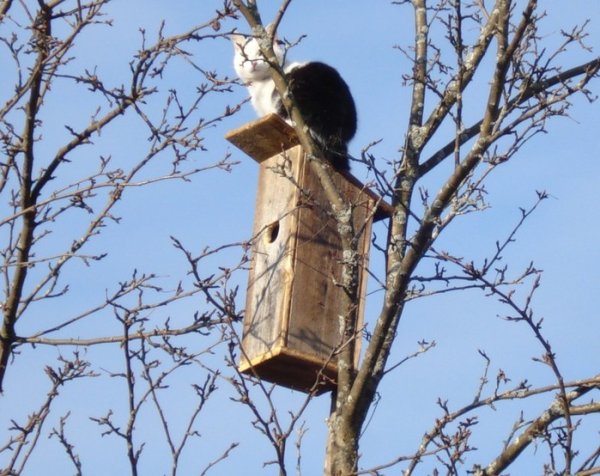 Скворечник весной