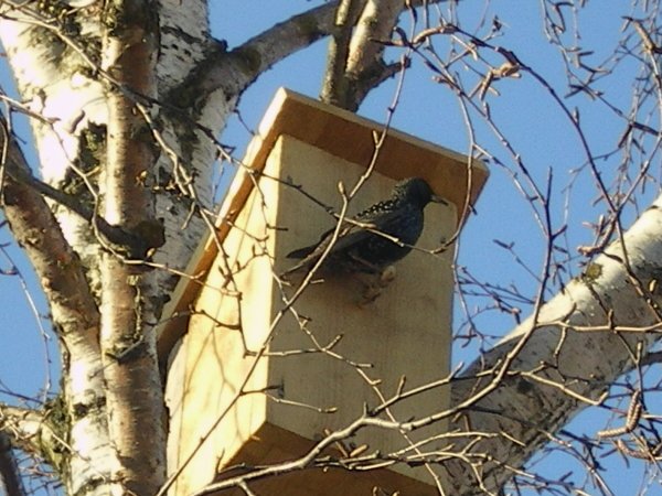 Скворец в скворечнике