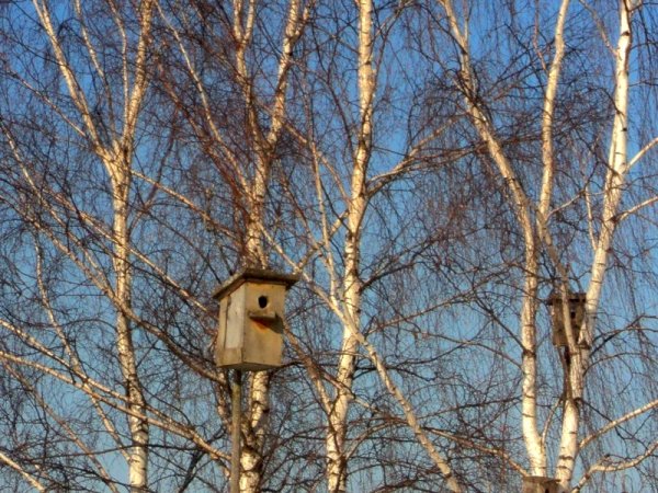 Скворечник весенний