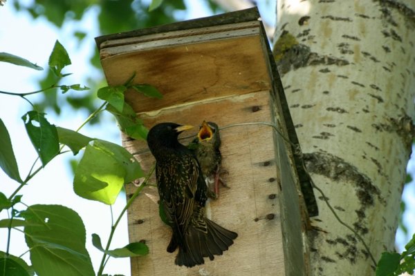 Скворец в скворечнике