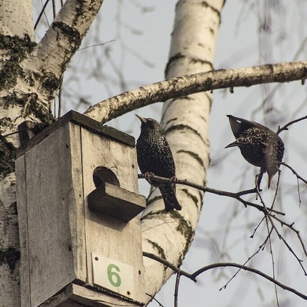 Скворечник на Березе