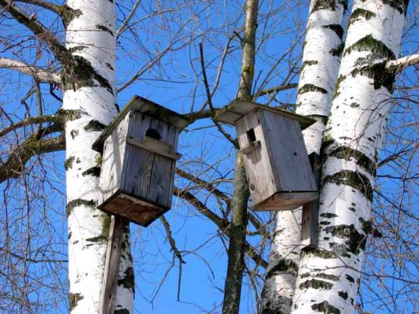 Скворечник на Березе