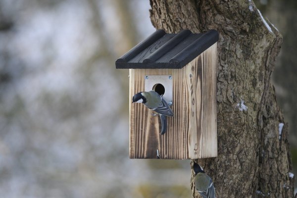 Весна скворечник скворец