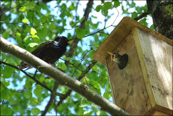 Птичка и скворечник